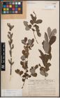 Foto von Salix cinerea L.